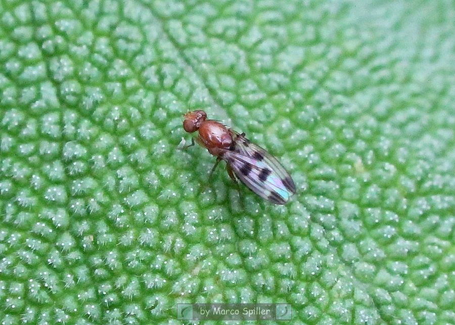 Moschina da identificare: Geomyza tripunctata (Opomyzidae)
